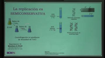 BCM 2024 2° Cuat. Replicación del ADN.