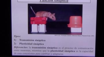 Fisiología 2025. Fisiología de la sinapsis.