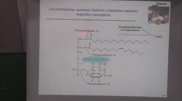 Qca. Bca. Superior 2025. GPCR y segundos mensajeros.