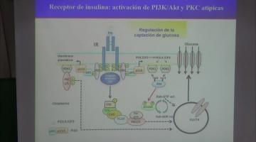 Qca. Bca. Superior 2025. Señalización receptor de insulina.