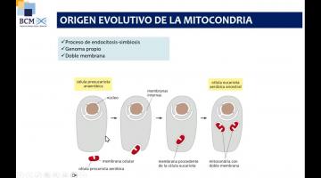 BCM 2025. Compartimientos intracelulares.