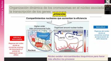 BCM 2025. Núcleo y org. del genoma 2da. parte.
