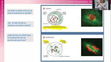 BCM 2025. Bases moleculares ciclo celular.