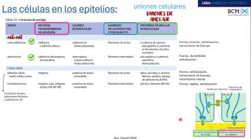 BCM 2025. Matriz extracelular, uniones celulares.