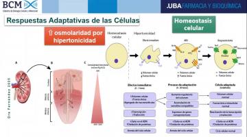BCM 2025. Respuesta de la célula al entorno.