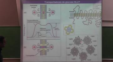 Química Biológica Superior 2016 18 de Mayo Sensores de Glucemia