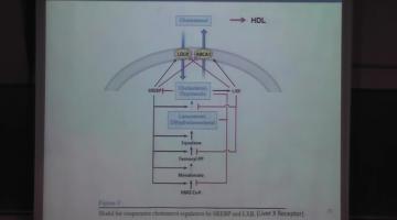Química Biológica Superior 2016 1 de Junio Coordinación del Metabolismo Lipídico (3º parte).