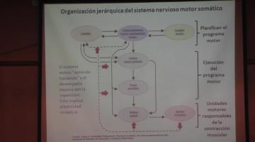 Fisiología 2020. Sistema Nervioso Motor II.