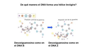 Genética Molecular 2020. Fuerzas Estabilizantes.