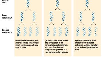 Genética Molecular 2020. Replicación del ADN.