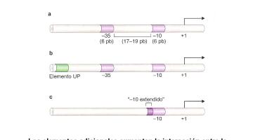 Genética Molecular 2020. Transcripción (2° parte).