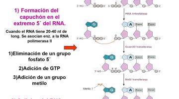 Genética Molecular 2020. Maduración del ArN.