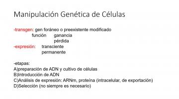 Genética Molecular 2020. Transgénesis.