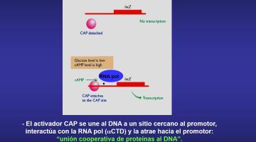 Genética Molecular 2022. Control de la Expresión Génica 1º parte.