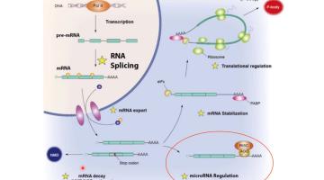 Genética Molecular 2023 Epigenética B