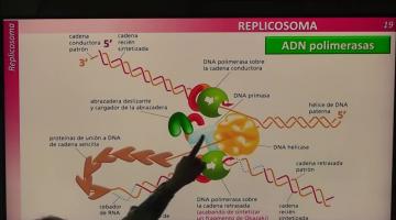 BCM 2023. Reparación y replicación del DNA.